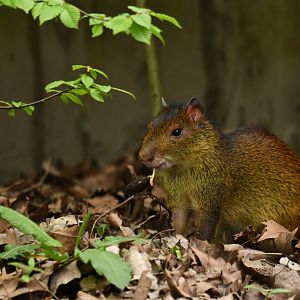 Black-rumped agouti (Dasyprocta prymnolopha)
