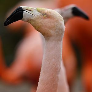 Chilean flamingo (Phoenicopterus chilensis)