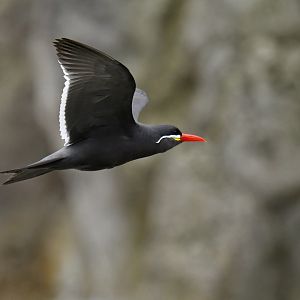 Inca Tern (Larosterna inca)