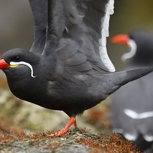Inca Tern (Larosterna inca)
