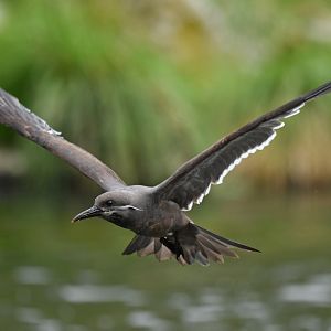 Inca Tern (Larosterna inca)