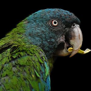 Coulon's macaw (Primolius couloni)