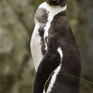 Humboldt penguin (Spheniscus humboldti)