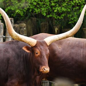 Watusi cattle