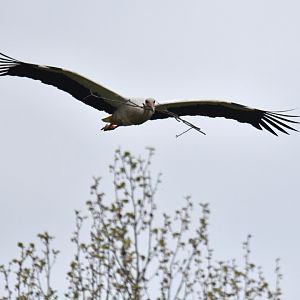 Free-ranging white stork