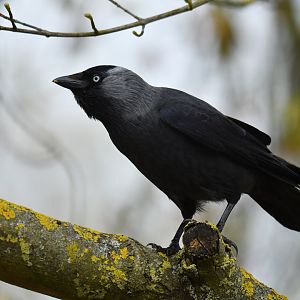 Western jackdaw (Coloeus monedula)
