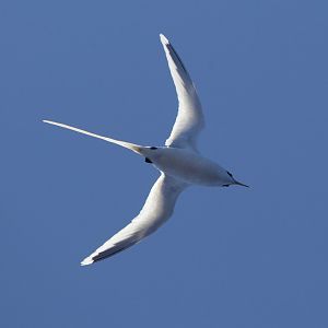White-tailed Tropicbird/ Phaethon lepturus