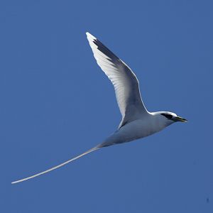 White-tailed Tropicbird/ Phaethon lepturus