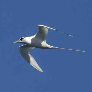 White-tailed Tropicbird/ Phaethon lepturus