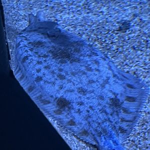 Flatfish ID?