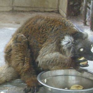 Black Lemur (Eulemur Macaco)