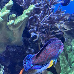 Wrasse ID