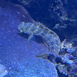 Blenny ID