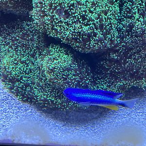 Damselfish ID