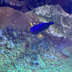 Damselfish ID