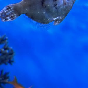 Filefish ID