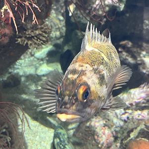Rockfish ID