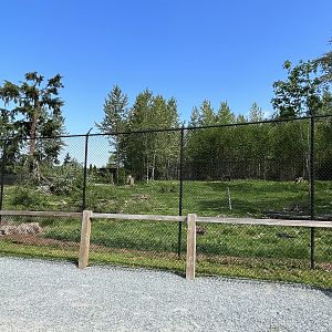 American Black Bear Exhibit