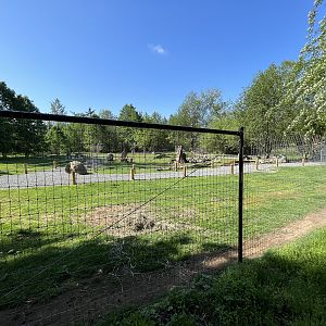 Macropod Walk-Through (opening soon)