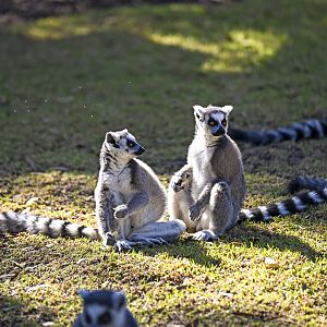 Land of the Lemurs