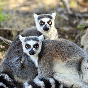 Land of the Lemurs