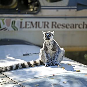 Land of the Lemurs