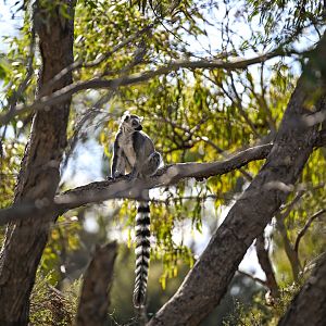 Land of the Lemurs