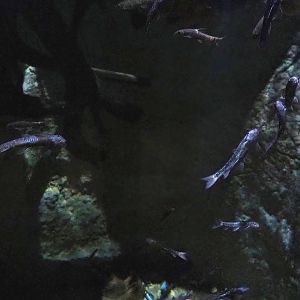 Fish species in piranha tank at Pairi Daiza, 2023-05-15