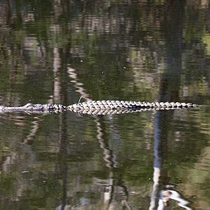 American Alligator