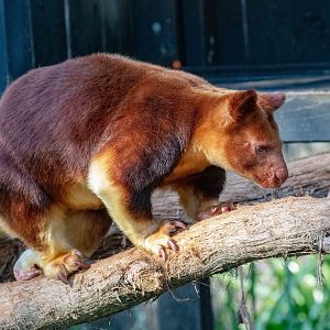 Goodfellow's Tree Kangaroo