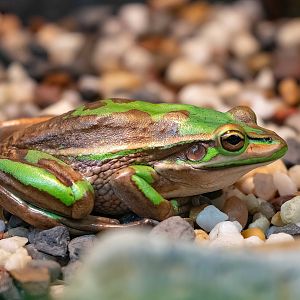 Green & Gold Bell Frog