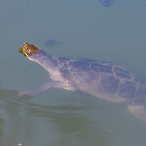Hunter River Turtle