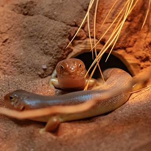 Night Skink