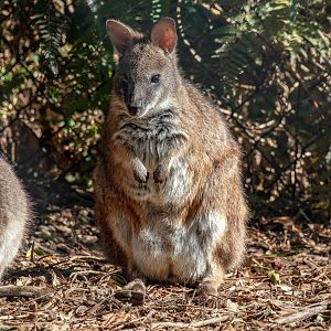 Parma Wallaby
