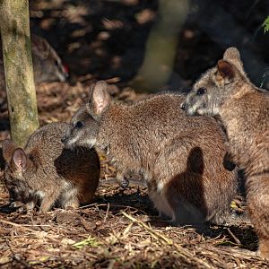 Parma Wallabies