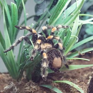 Mexican Red-kneed Tarantula