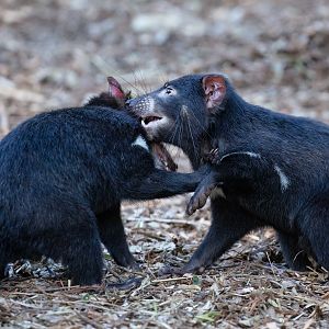 Tasmanian Devils