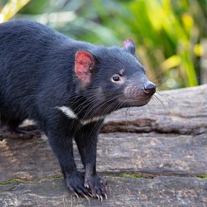 Tasmanian Devils