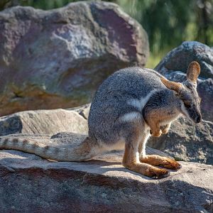 Yellow-footed Rock-wallaby