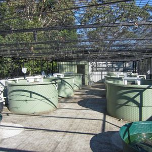 Breeding facility for Turtles