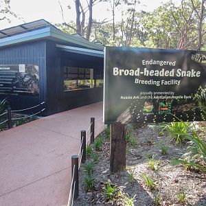 Broad-headed Snake Breeding Facility