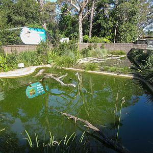 Ponds for Hunter River Turtles