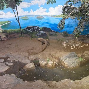 Komodo Dragon enclosure