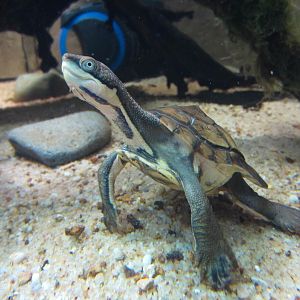 Manning River Turtle