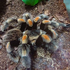 Mexican Red-kneed Tarantula