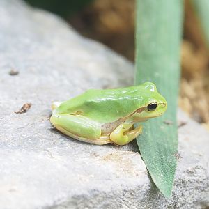 European tree frog (Hyla arborea)?, Pairi Daiza, 2023-05-16