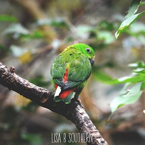 blue  crowned hanging parrot