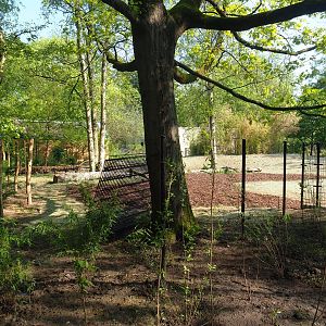 New Mountain bongo - Kirk's dik-dik paddock and Renovated walkway construction site, 2023-05-13