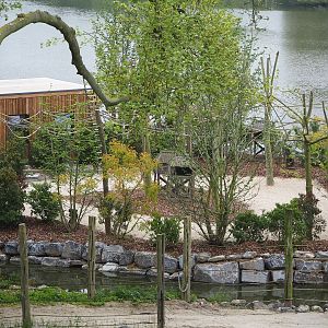 New squirrel monkey island, 2023-05-15