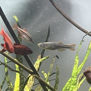 Danio ID